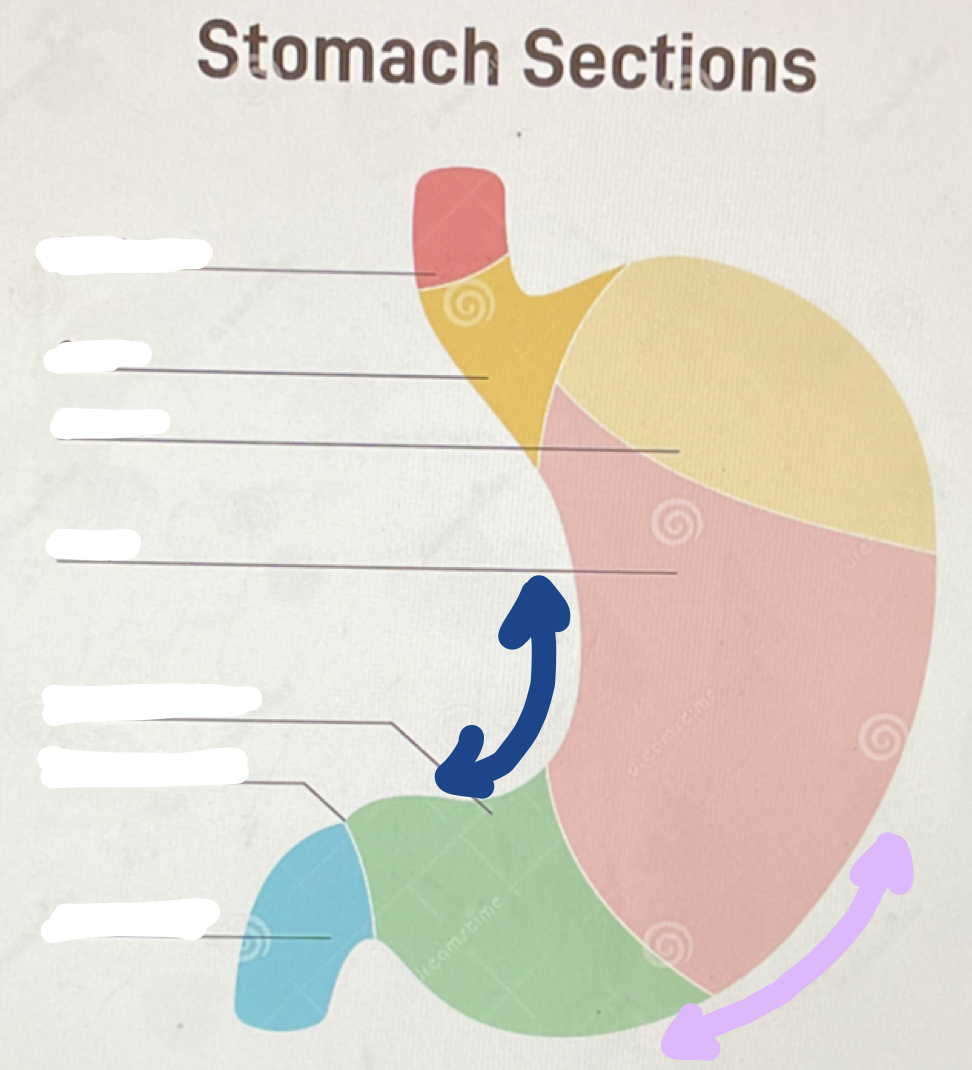 what seperates the blue and green portion 