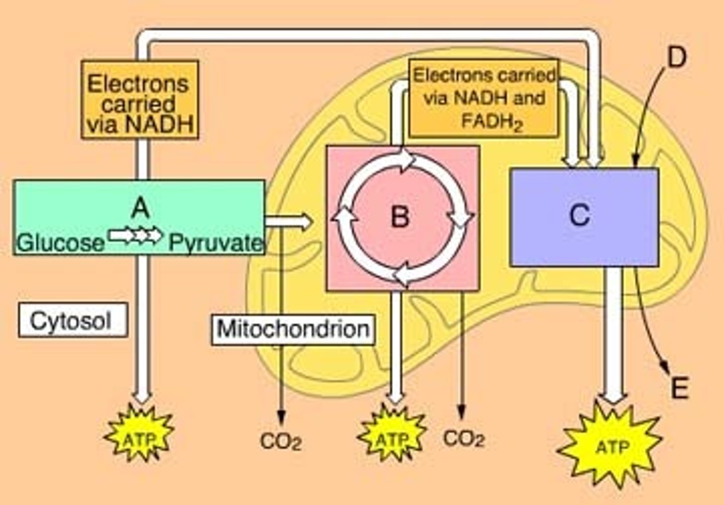 <p>The three main phases of aerobic cellular respiration are glycolysis, Krebs cycle, and _______________. Letter C on the diagram</p>