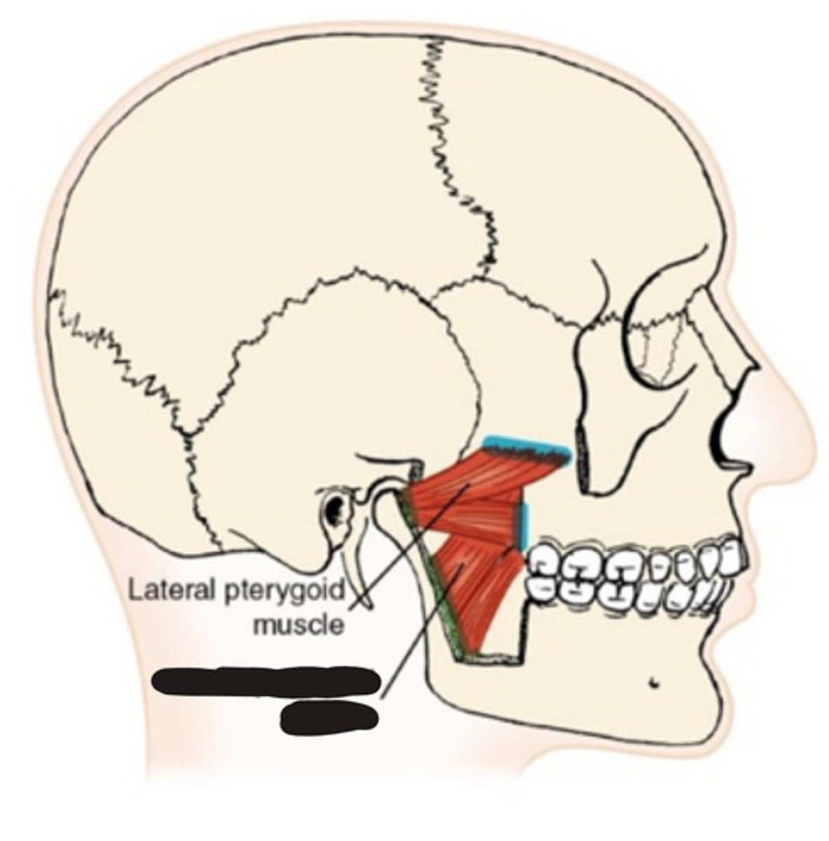 <p>What muscle is this?</p>