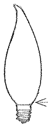 <p>A candle-shaped bulb for low-wattage, decorative incandescent lamps</p>