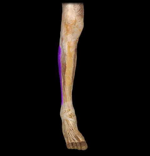 Eversion of foot
Plantar flexion of foot