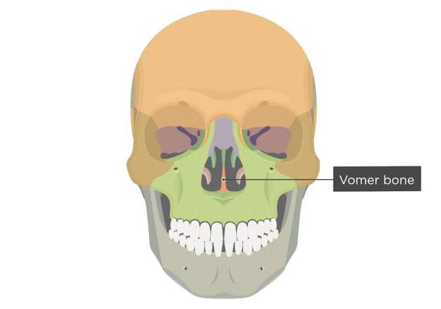<p>thin, triangular-shaped bone located in the midline of the skull, forming part of the bony nasal septum.</p>