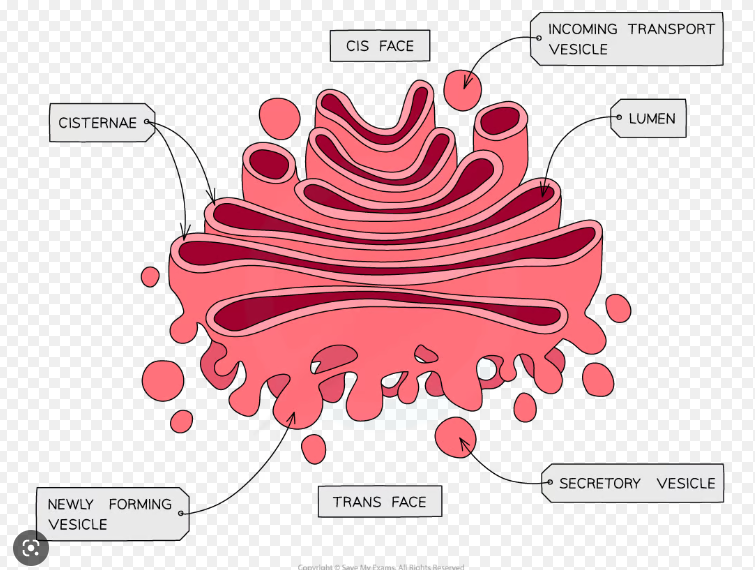 * Stacks of membrane bound flattened sacs 
* Secretory vesicles bring materials to and from Golgi