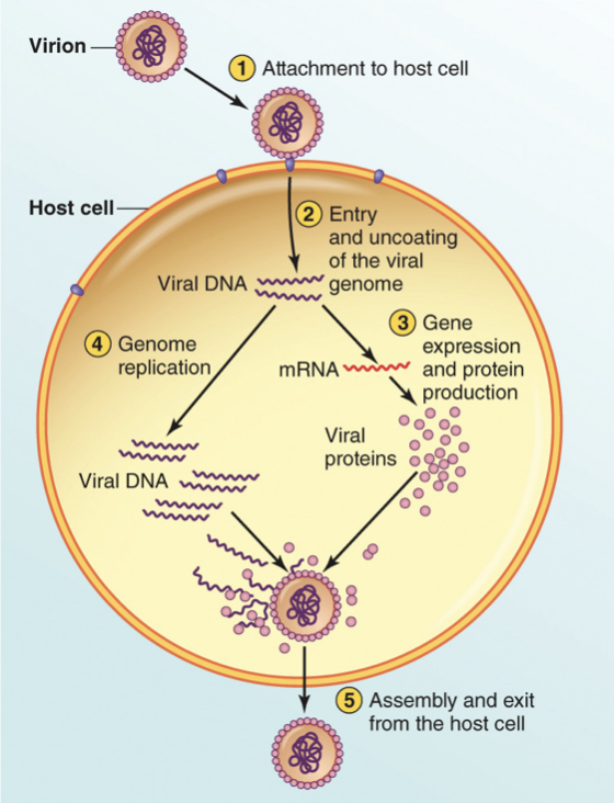 <p>Adhere: stick to host cell</p><p>Penetrate and uncut: get into the cell and release genome</p><p>Synthesis: express its genes to make proteins &amp; replicate its genome</p><p>Assembly and exit: put everything together (DNA and capsid) and get the new virus particles out</p>