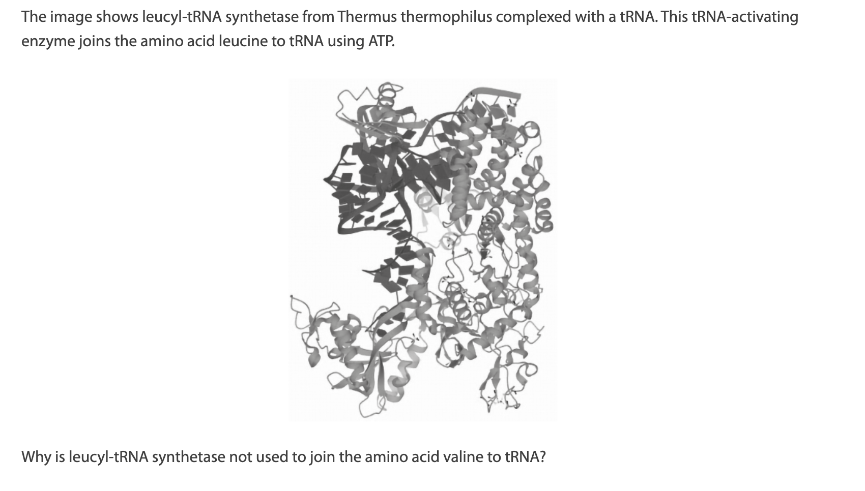 <p>Why is leucyl-tRNA synthetase not used to join the amino acid valine to tRNA?<br></p><p>A.&nbsp; Phosphorylation of valine occurs at a later stage.</p><p>B.&nbsp; Valine does not need to be activated to attach to tRNA.</p><p>C.&nbsp; Leucyl-tRNA synthetase is substrate-specific.</p><p>D.&nbsp; Valine has a different anticodon from leucine.</p>