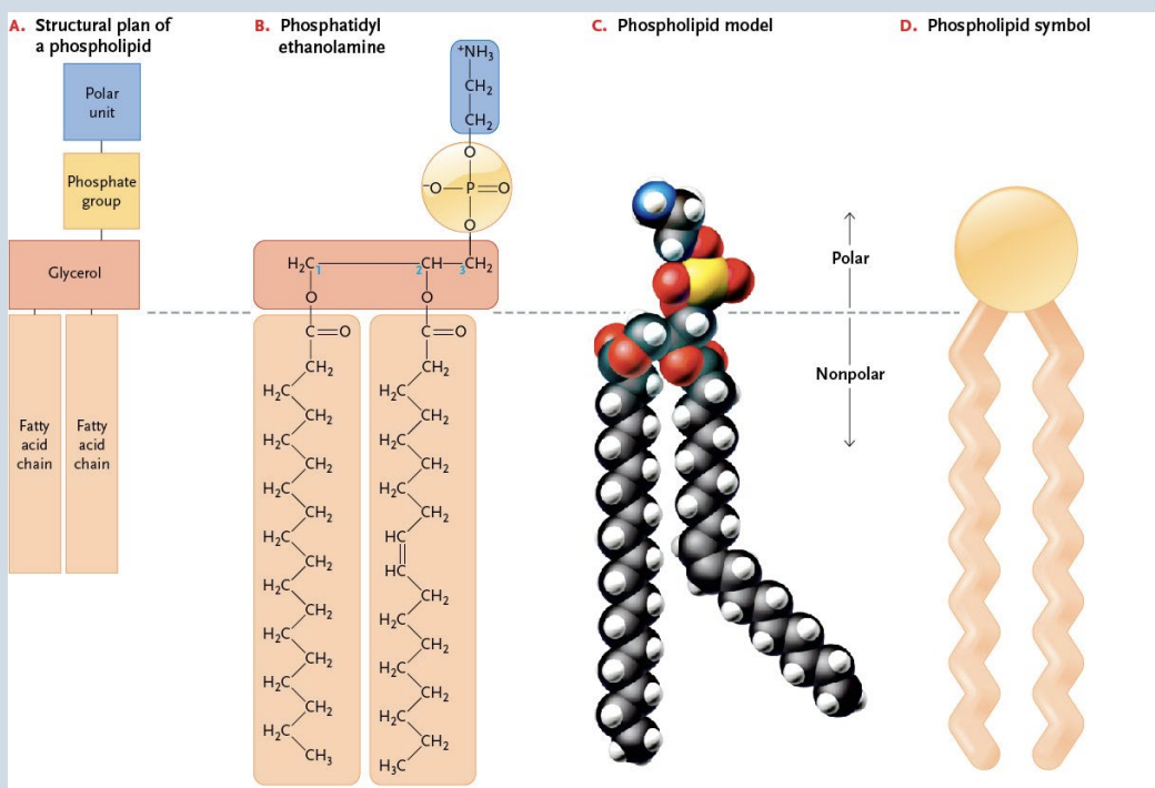 <p>Phospholipids</p>