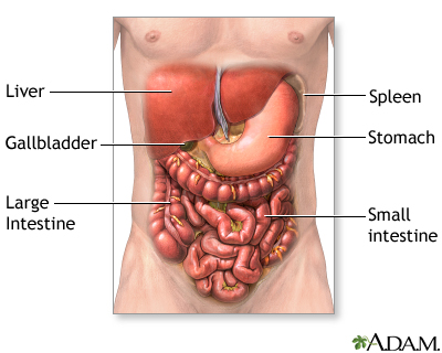 <p>Region of the body pertaining to the abdomen.</p>