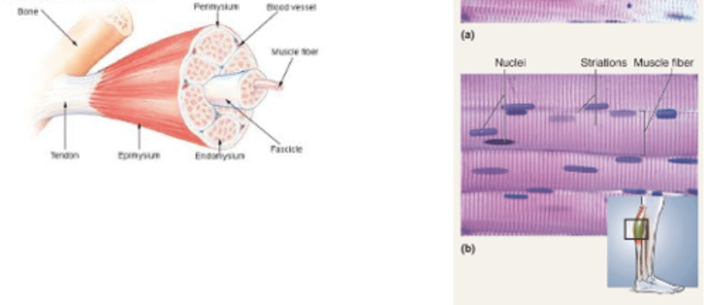 <p>Cells are long cylinders with many peripheral nuclei</p><p>Visible striations</p><p>Voluntary control</p>