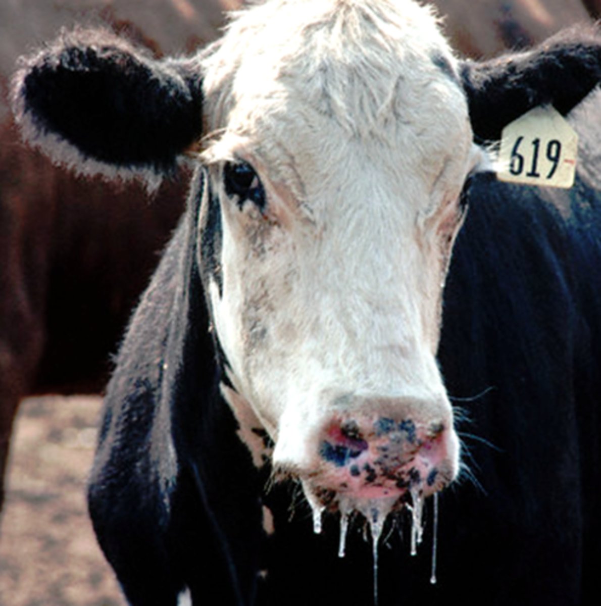 <p>•Premedication or sedation</p><p>•May need tranquilizers for aggressive, excited, or stressed animals</p><p>•Ruminants are VERY sensitive to xylazine</p><p>•Anticholinergic drugs cause saliva to become thick and ropy ☹</p>
