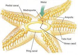 <p>cpnnection between the water vascular system and the exterior eenviroment </p>