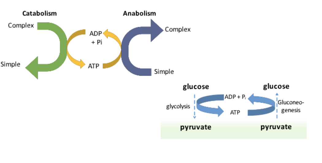 <p>The <strong>process of building complex molecules</strong> from simpler ones, requiring <strong>energy input</strong>.</p><ul><li><p>Ex: The <strong>synthesis of proteins</strong> from amino acids.</p></li></ul><p></p>
