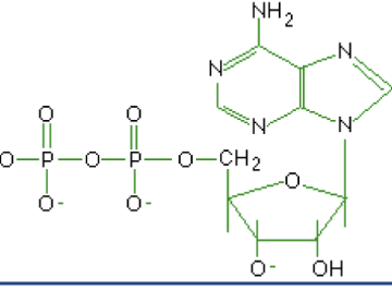 <p>What macromolecule is this?</p>