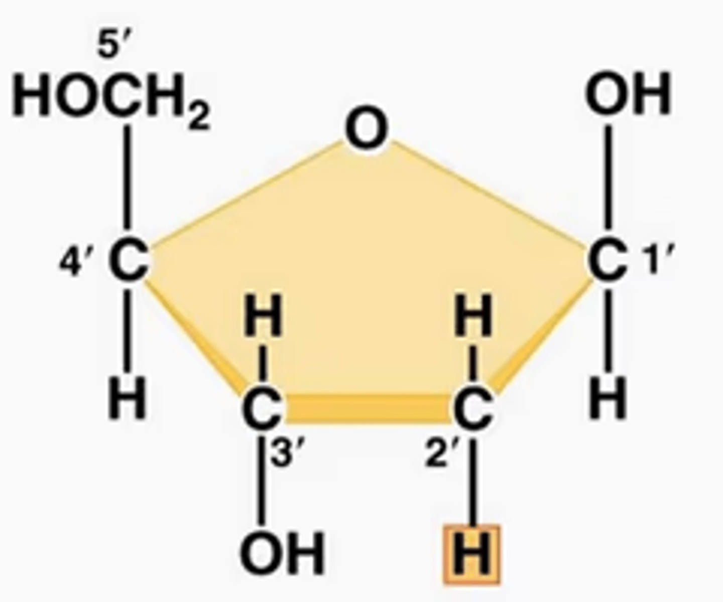 <p>The carbons of the sugar component of the nucleotide are numbers clockwise, starting from the oxygen in the ring at the top and the phosphate group to the left.</p>