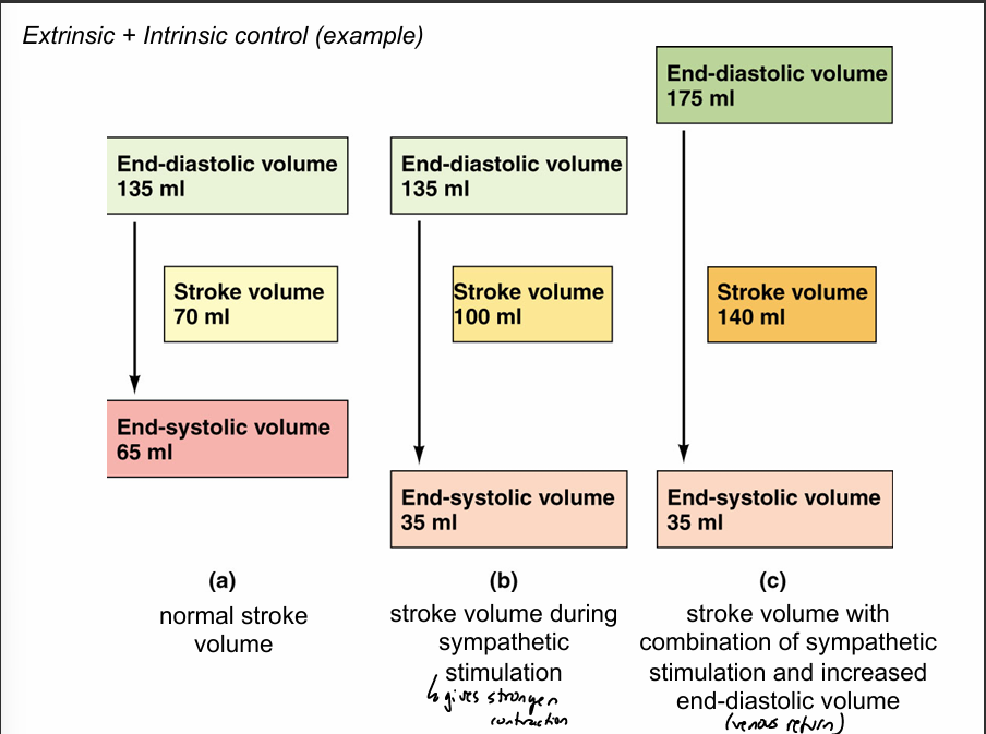 <p>extrinsic + intrinsic control (example) </p>