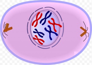 <p>Chromosomes appear, nuclear membrane disappears and centrioles form as well as spindles made up from microtubules</p>