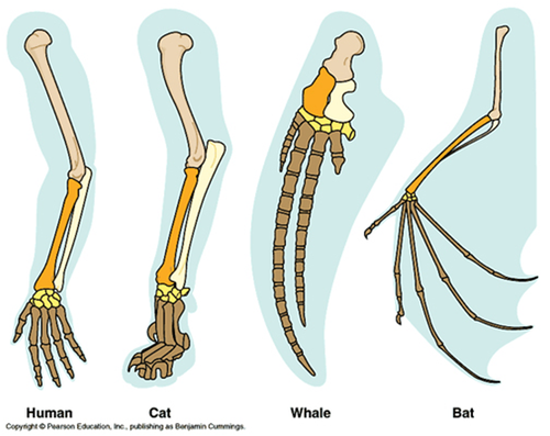 - Occurs through the evolution of species into many other species
- The ancestral and modern species will have similar structures but these structures may take on different functions/ adapted for a different purpose for different species to suit their specific selection pressures.