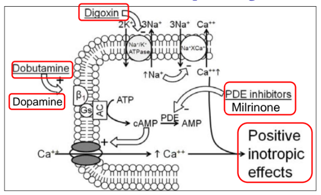 <p>Increased force of heart contraction, improving cardiac output. </p>