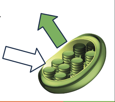 <p>What happens when wavelengths hit the chloroplasts?</p>