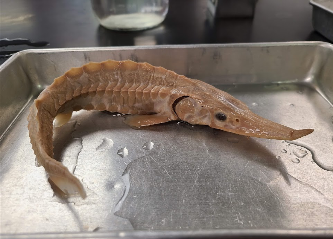 <p>What is the taxonomy, common name, and scientific name of this fish</p>