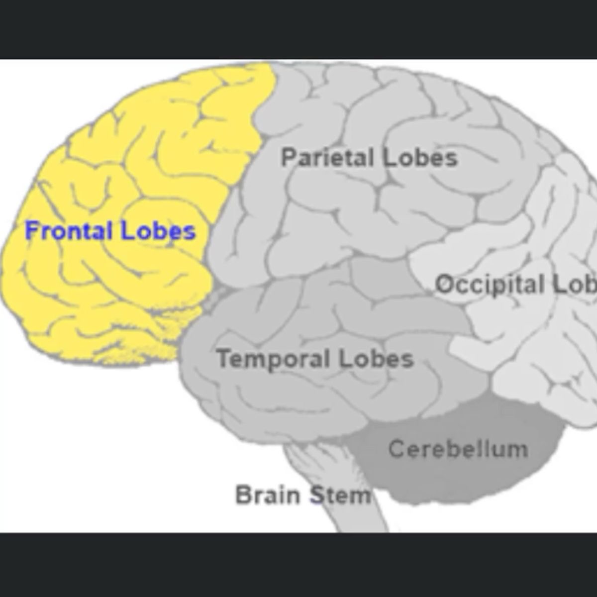 <p>Frontal lobes </p>
