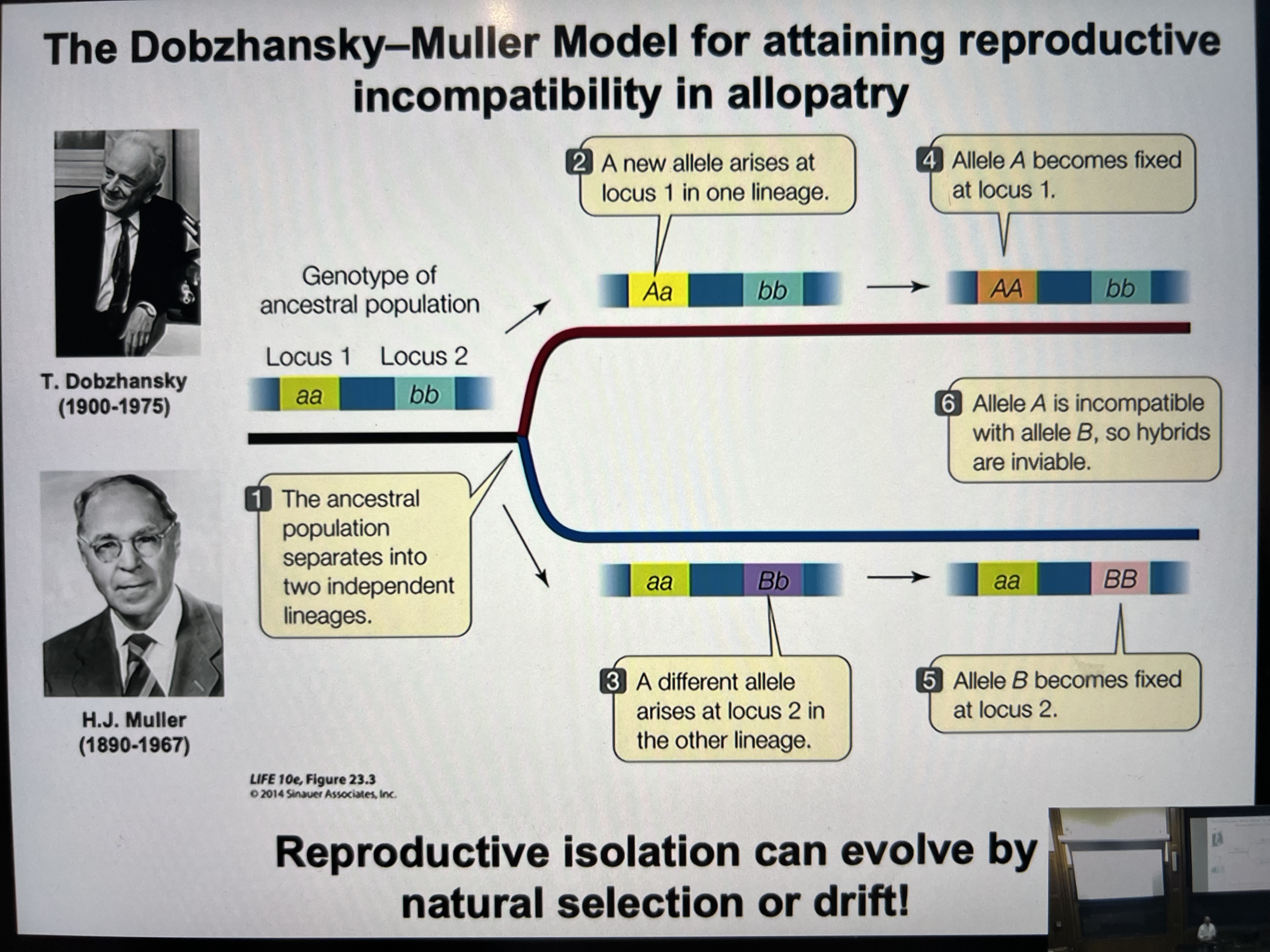 <p>for attaining reproductive incompatability in allopatry</p><ol><li><p>ancestral pop separates into two independent lineages</p></li><li><p>a new allele arises at locus 1 in one lineage</p></li><li><p>a different allele arises at locus 2 in the other lineage</p></li><li><p>allele A becomes fixed at locus 1 </p></li><li><p>allele B becomes fixed at locus 2</p></li><li><p>Allele A is incompatible with allele B, so hybrids are inviable</p></li></ol><p></p>