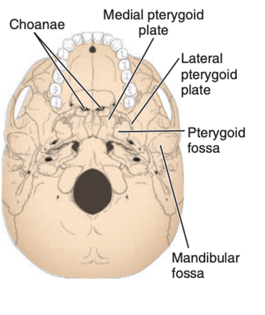 <p>medial and lateral pterygoid plate</p>