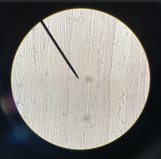 <p>what type of tissue is this</p>