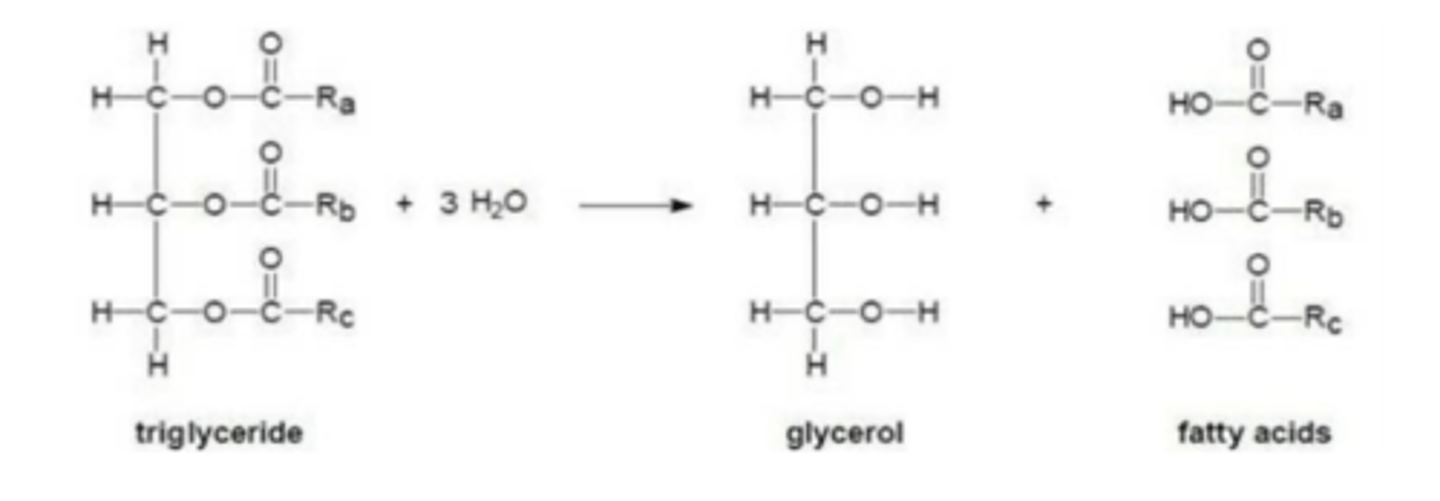 <p>fat digestion results in the formation of fatty acids and therefore lowers the pH of the lumen of the alimentary canal</p>