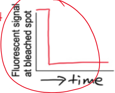 <p>there is a lot of crosslinking, meaning they want to stay together </p><p>proteins are not very mobile </p>