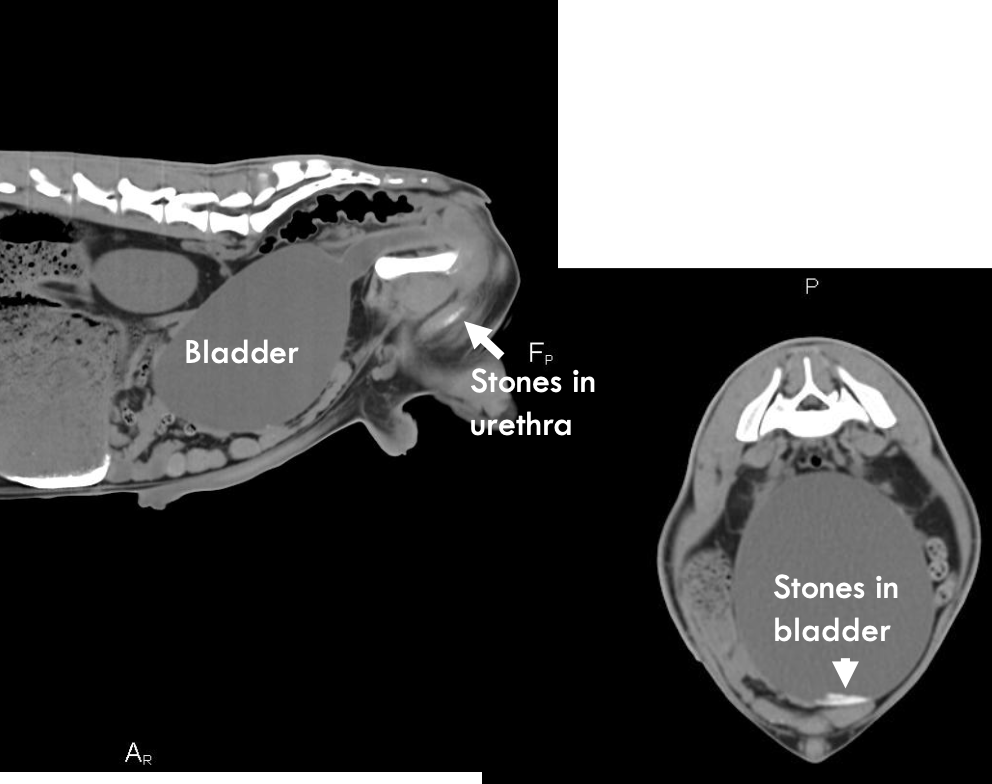 <p>to find missed stone, and check the bladder for stones</p>
