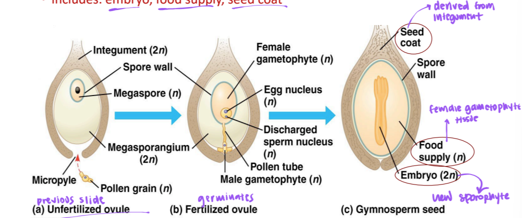 <p>seeds</p>