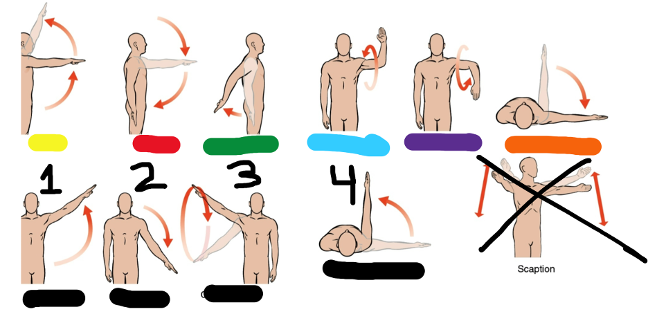 <p>Colors and number ex: y Biceps, 1 Triceps GREEN IS NOT ON TEST or in the answer for the question</p>