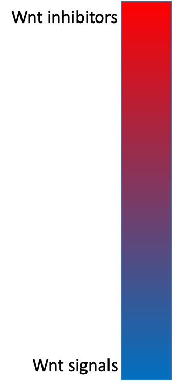 <p>Label for rostrocaudal molecules </p>