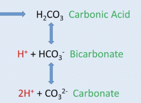 <ol><li><p>carbonic acid</p></li><li><p>bicarbonate ion</p></li><li><p>carbonate ion</p></li></ol>