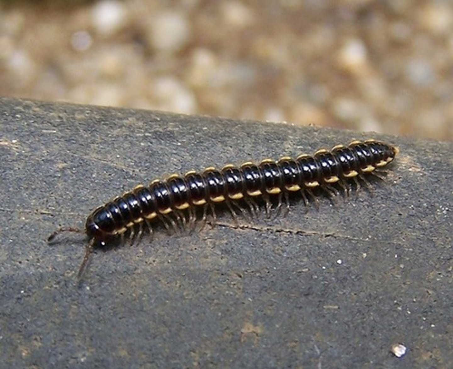 <p>A class of Arthropods including millipedes; have two pair of legs per segment and eat decaying matter</p>