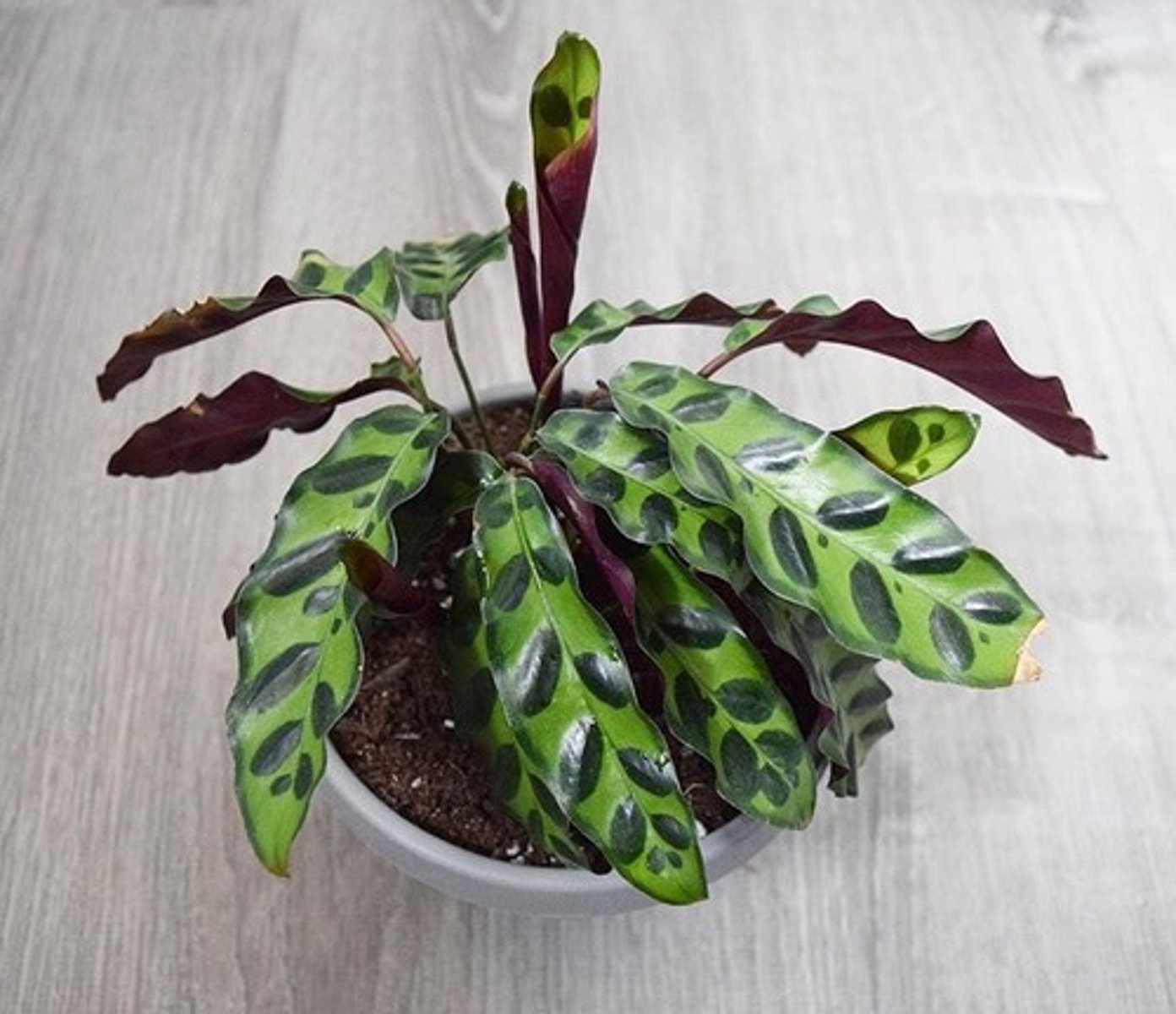 <p>Long, lance-shaped leaves with wavy margins</p><p>Upper leaf surface is light green with dark green markings</p><p>Lower leaf surface is dark purple</p><p>Leaves fold up at night and unfold in the morning</p><p>28-35cm in height</p>