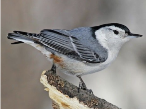 <p>Woodlands, especially edges</p>