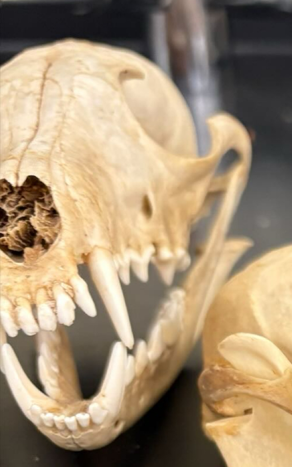 <p>What type of feeder</p>