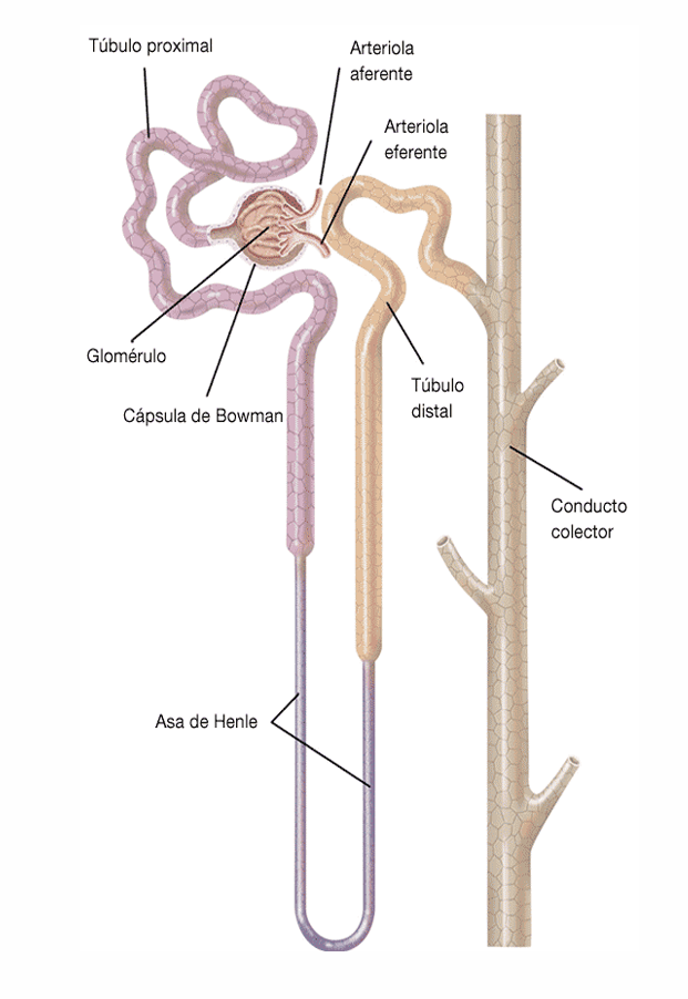 <p>TÚBULOS COLECTORES</p><p>Es la continuación del túbulo contorneado distal.</p><p>Los conductos colectores descienden formando los RAYOS MEDULARES (sistema de conductos verticales) hasta la médula renal, donde se fusionan progresivamente para formar los grandes conductos de Bellini, que drenan la orina desde el vértice de la papila renal al sistema pielocalicial.</p><p>Los túbulos colectores están tapizados por un EPITELIO CÚBICO SIMPLE, que se hace progresivamente más alto. </p><p>CÉLULAS PRINCIPALES de límites celulares bien definidos, citoplasmas pálidos y presencia de un cilio apical inmóvil que actúa como censor mecánico del flujo de líquido y su contenido. • CÉLULAS INTERCALARES que tiñen intensamente, cargadas de mitocondrias y con microvellosidadesl</p>