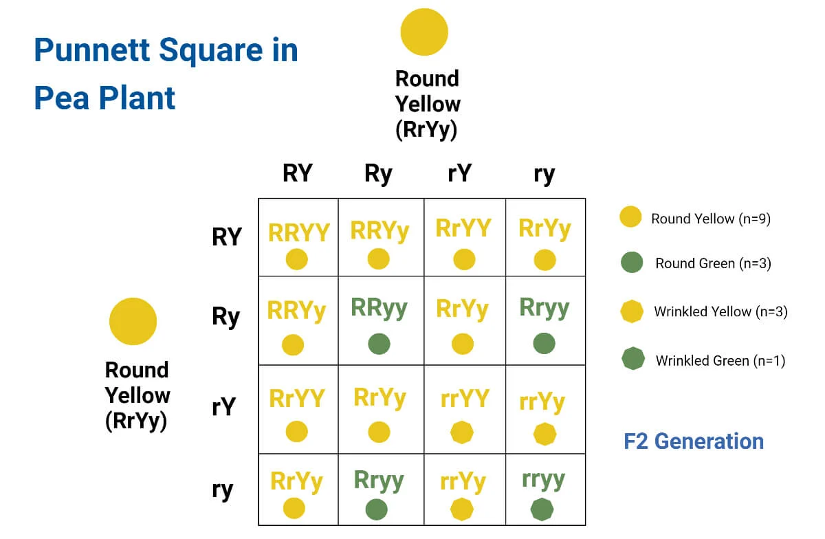 <p>Punnett square</p>