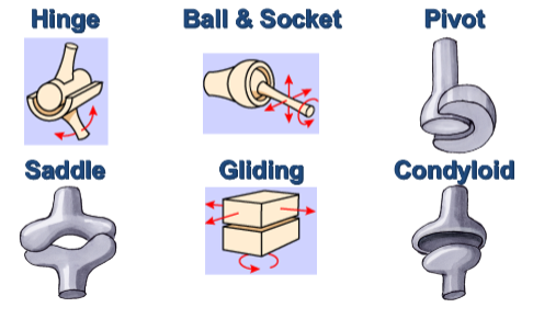 <p>Hinge, ball and socket, pivot, saddle, gliding, condyloid</p>
