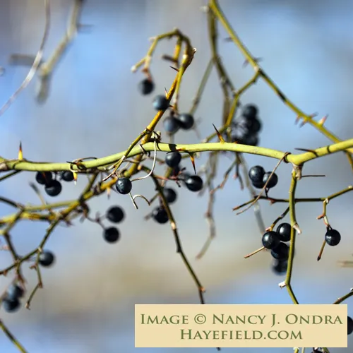 <p>Greenbrier (winter)</p>