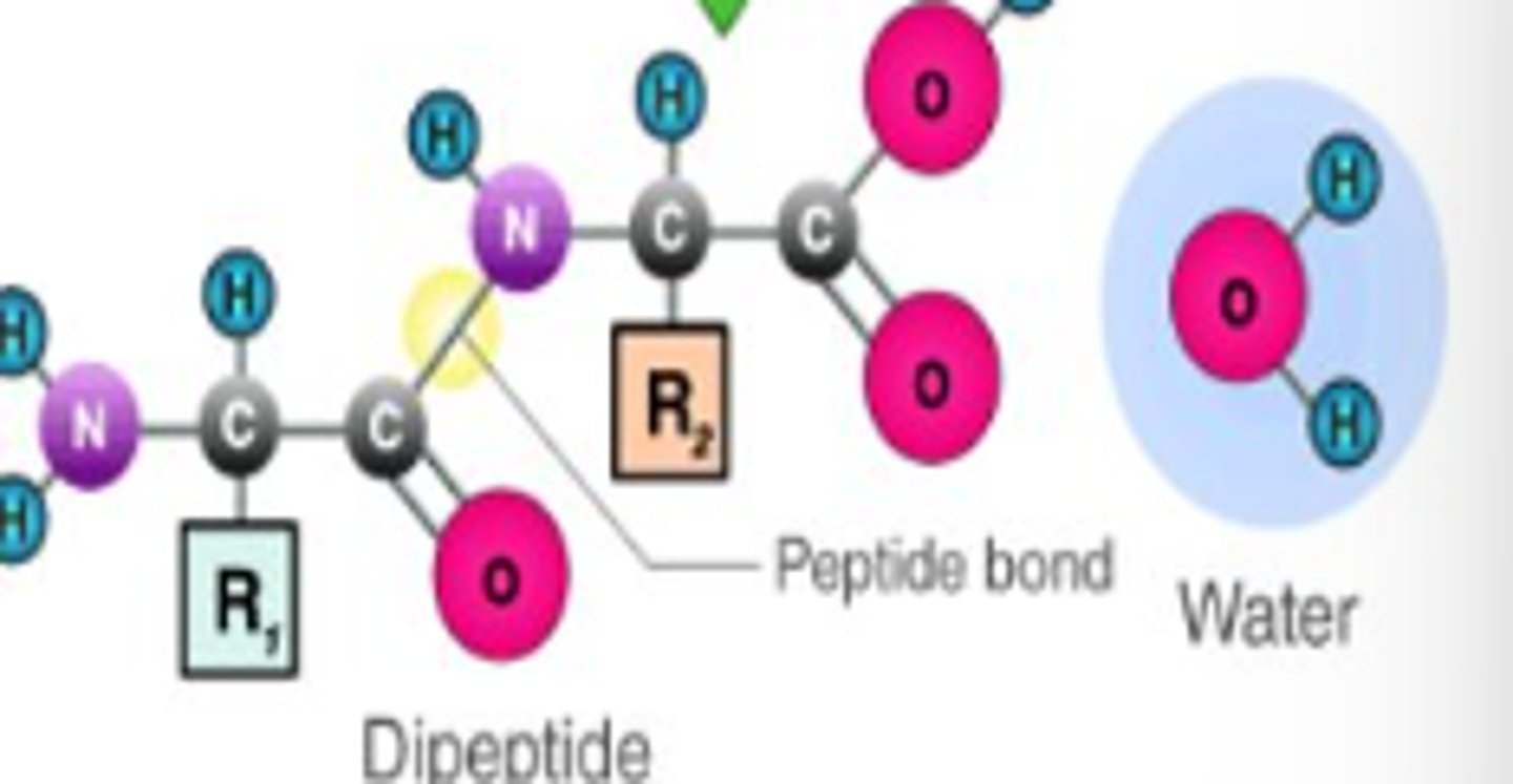 <p>the process of joining two molecules, or compounds, together following the removal of water</p>
