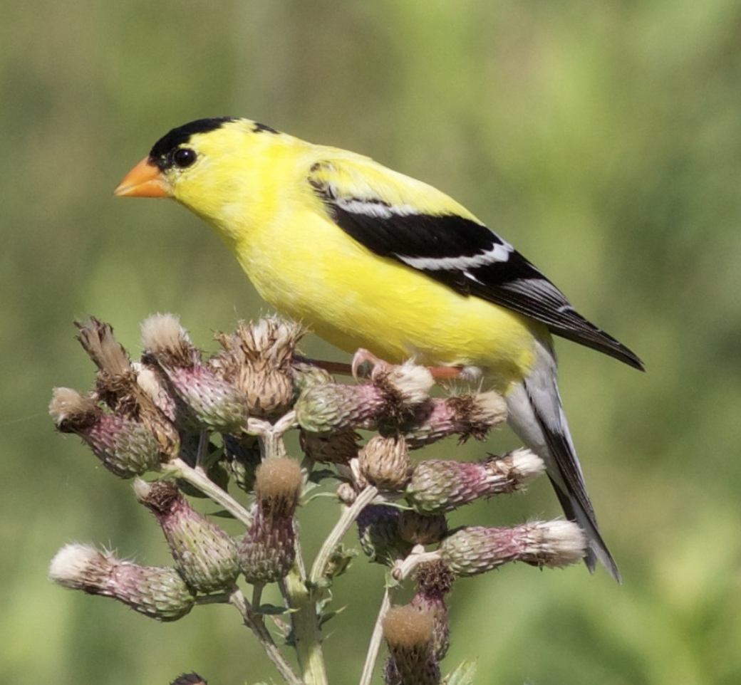 <p>What is this bird?</p>