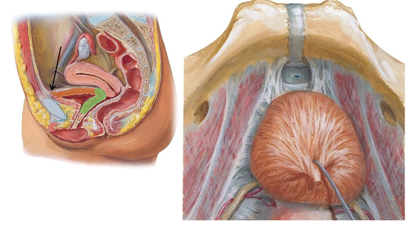 <p>Kvindens relationer ift vesica urinaria</p>