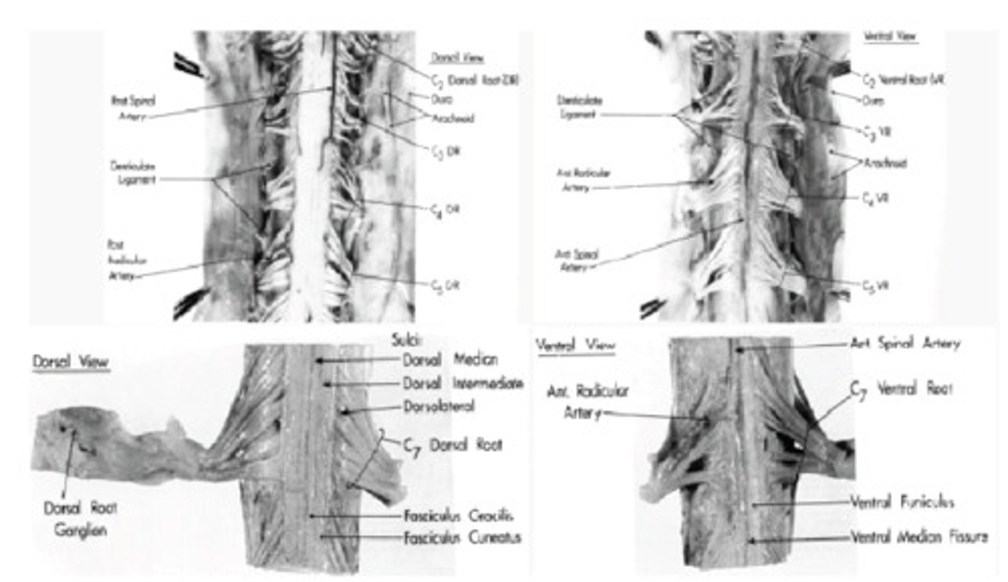 <p>The cylindrical bundle of nerve fibers and associated tissue that is enclosed in the spine and connects nearly all parts of the body to the brain, with which it forms the central nervous system.</p>