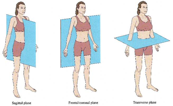 <p>Division of body from Superior → Inferior</p>