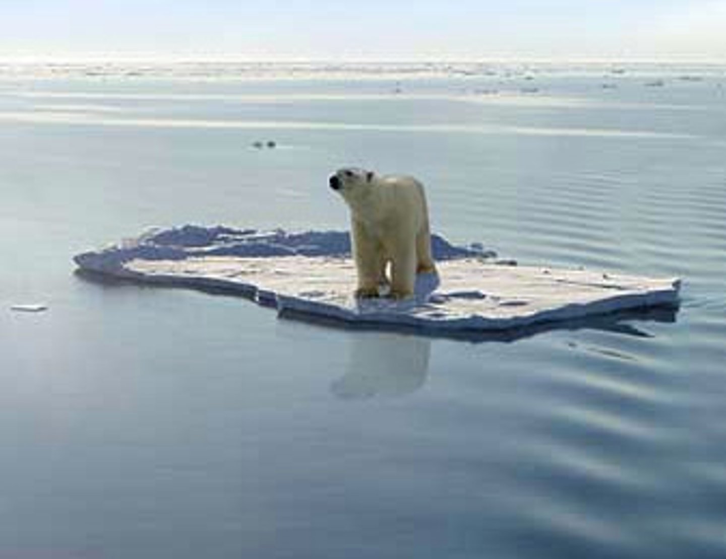 <p>Precipitation increases/decreases = drought/flooding.</p><p>Sea level rise, loss of ice habitat/ freshwater sources (glaciers), groundwater depletion.</p>