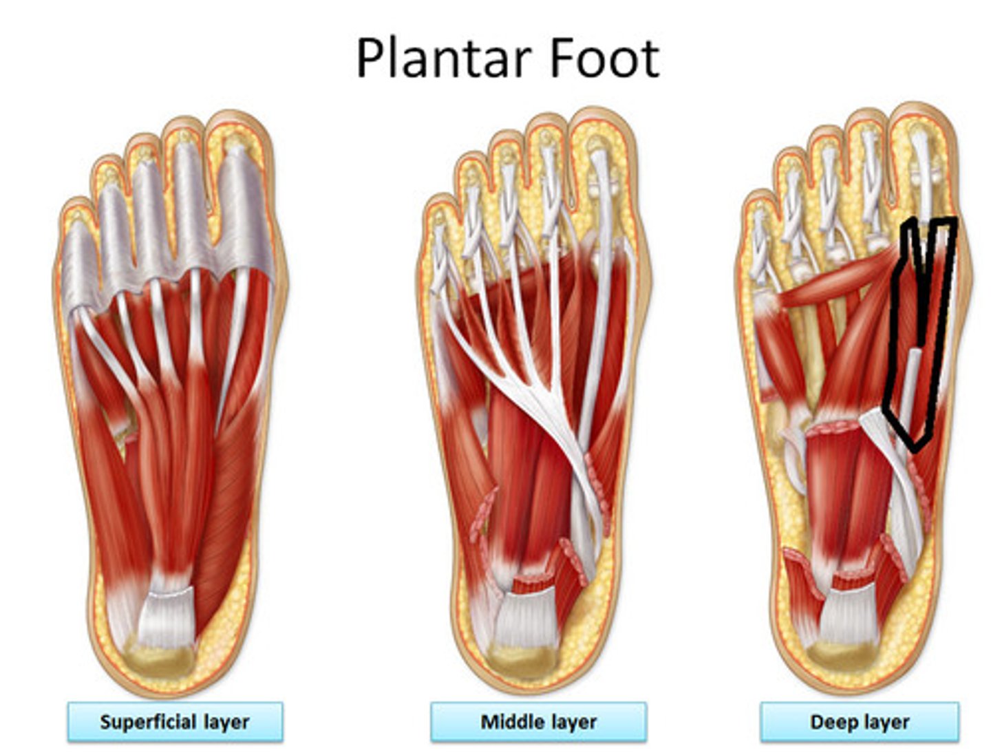 <p>Origin: plantar surfaces of cuboid and lateral cuneiform</p><p>Insertion: both sides of base of proximal phalanx of 1st digit</p><p>Innervation: medial plantar nerve (S2, <strong>S3</strong>)</p><p>Action: flexes proximal phalanx of 1st digit</p>