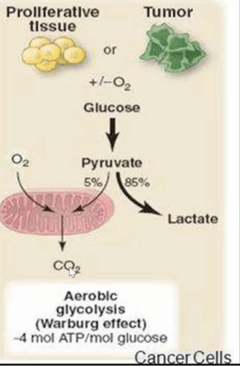 <p>- Cancer cells will undergo anaerobic glycolysis even in the presence of oxygen.</p><p>- This metabolic adaptation causes increased glucose uptake and lactate production.</p><p>- This provides cancer cells with the energy required for rapid proliferation.</p>